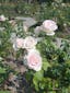 Pink roses growing in a garden